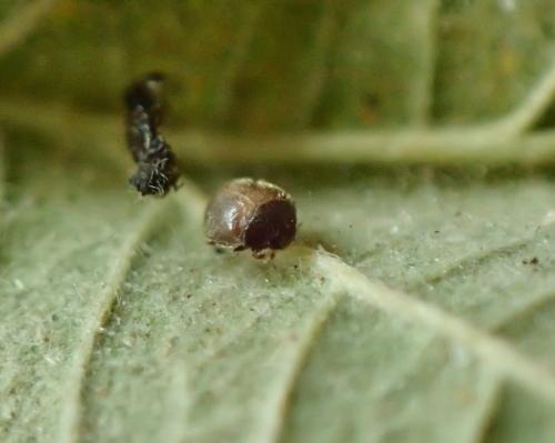 Stethorus pusillus